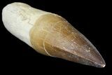 Fossil Rooted Mosasaur (Prognathodon) Tooth - Morocco #163919-2